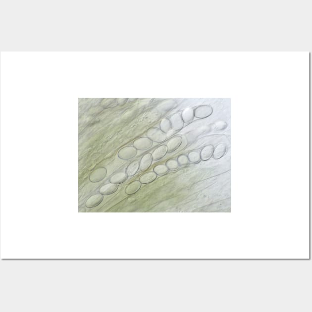 Ascospores under the microscope Wall Art by SDym Photography